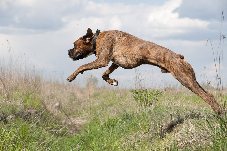 Perro corriendo en el pasto. | Imagen: Pixabay