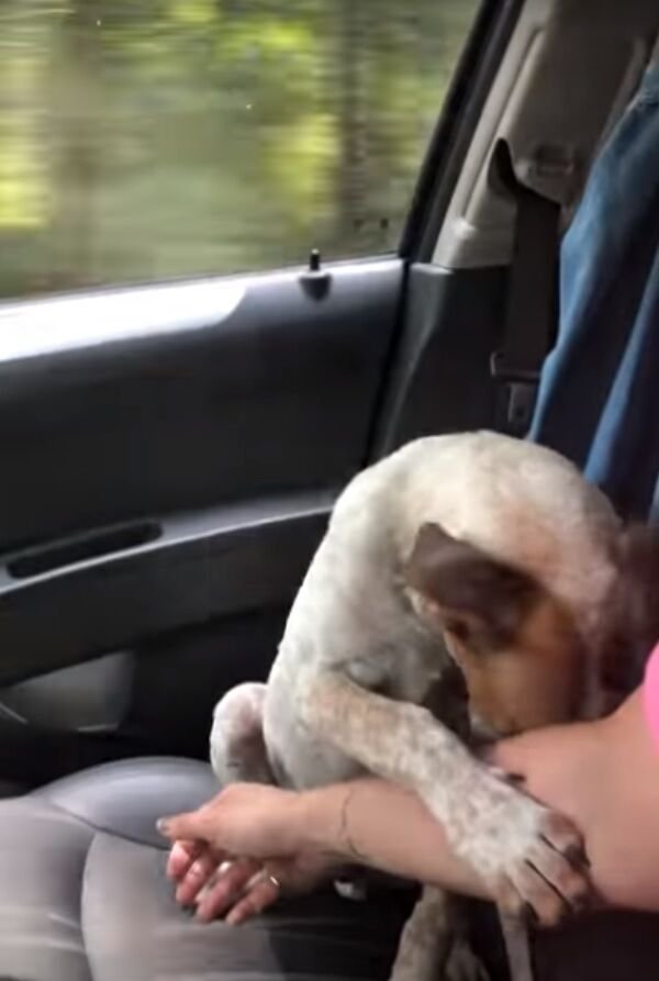 Perrito rescatado agradecimiento a su nueva dueña. | Foto: YouTube/ViralHog