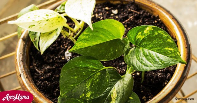 Tener estas plantas en tu casa podrá hacer que te llueva el dinero o atraer el amor