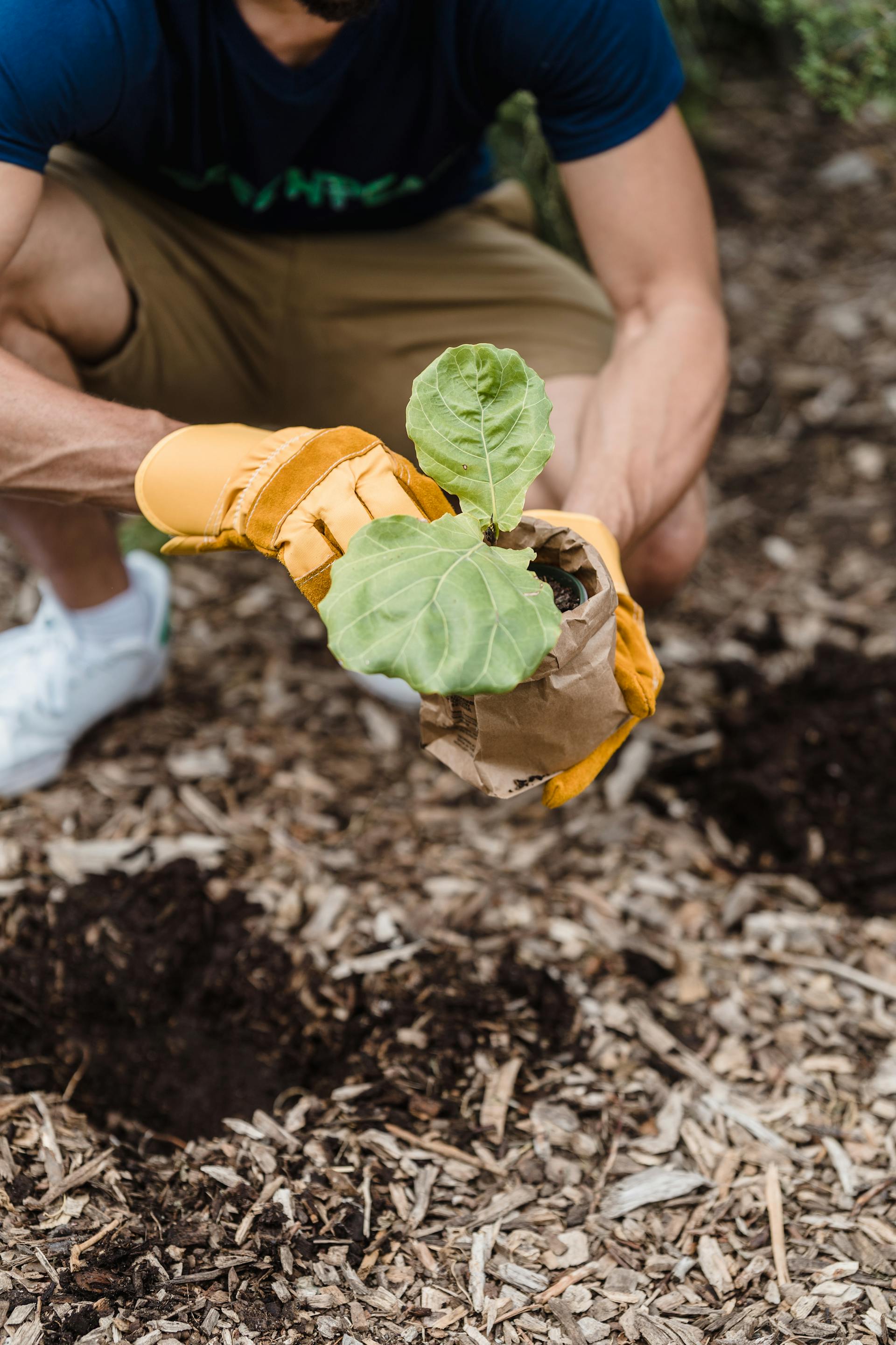 Un hombre preparándose para plantar un plantón en tierra fresca | Fuente: Pexels