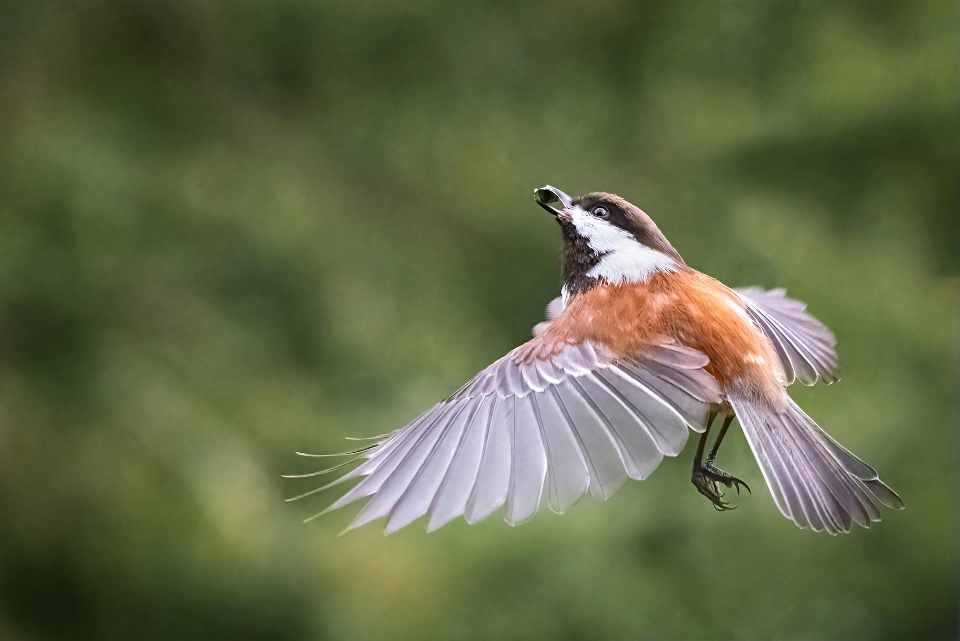 Un pájaro en el aire | Fuente: Pexels