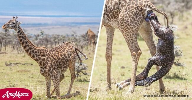 Increíble instante en el que jirafa da a luz a bebé que segundos después da sus primeros pasos