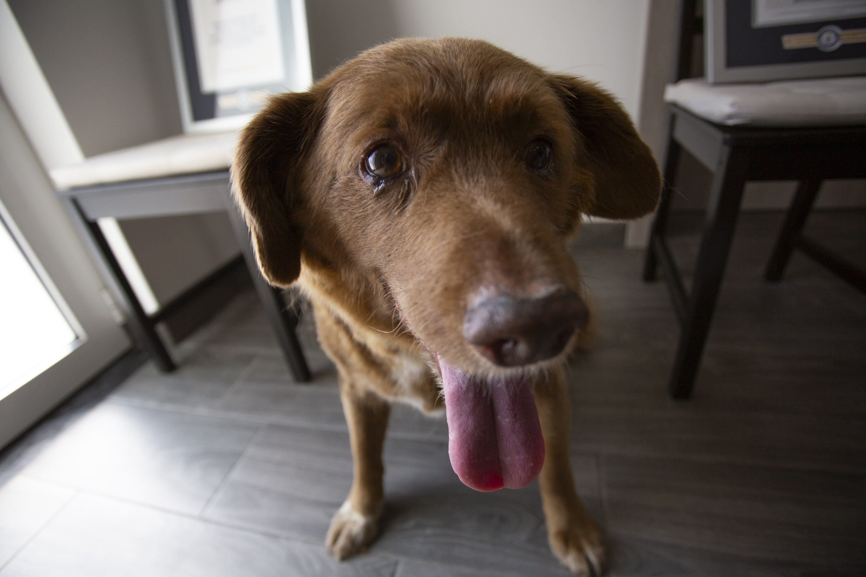 El perro Bobi, de 31 años, es visto en Leiria, Portugal, el 2 de julio de 2023. | Foto: Getty Images