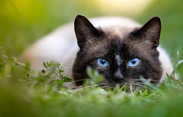 Gato Siamés. | Foto: Pixabay.