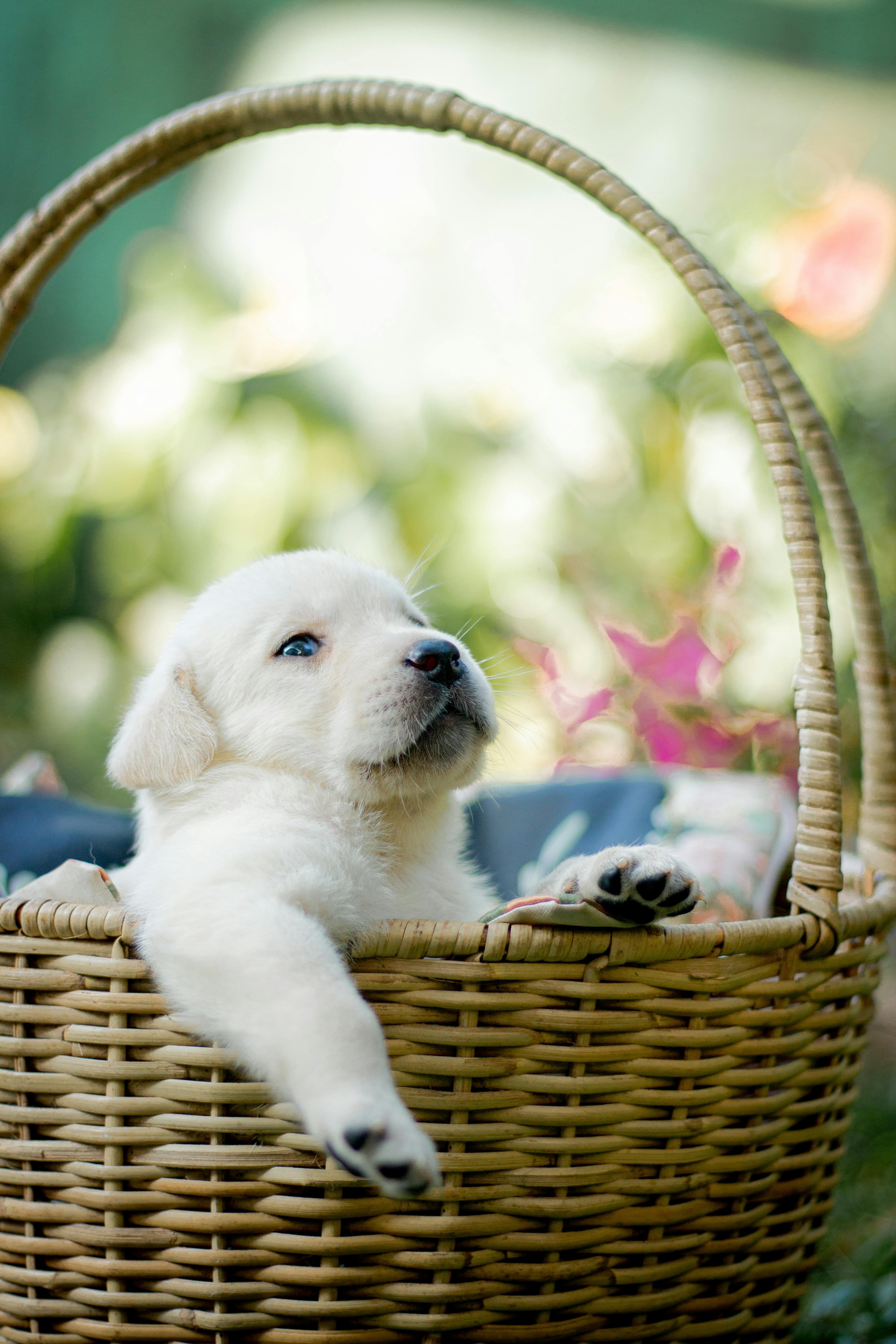 Un cachorro labrador en una cesta tejida | Fuente: Pexels