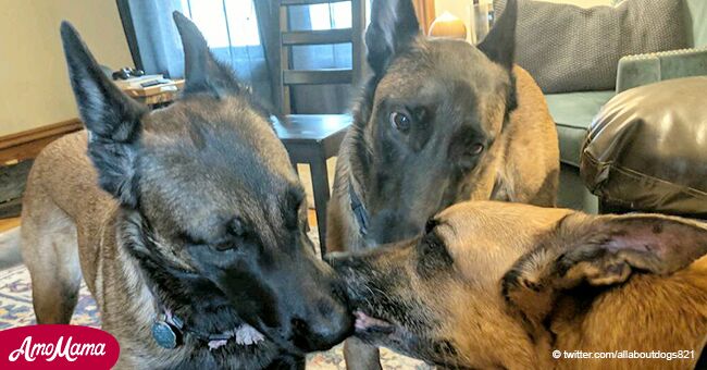 Perros desconsolados dan besos a su hermano que momentos después fallece, en conmovedora imagen