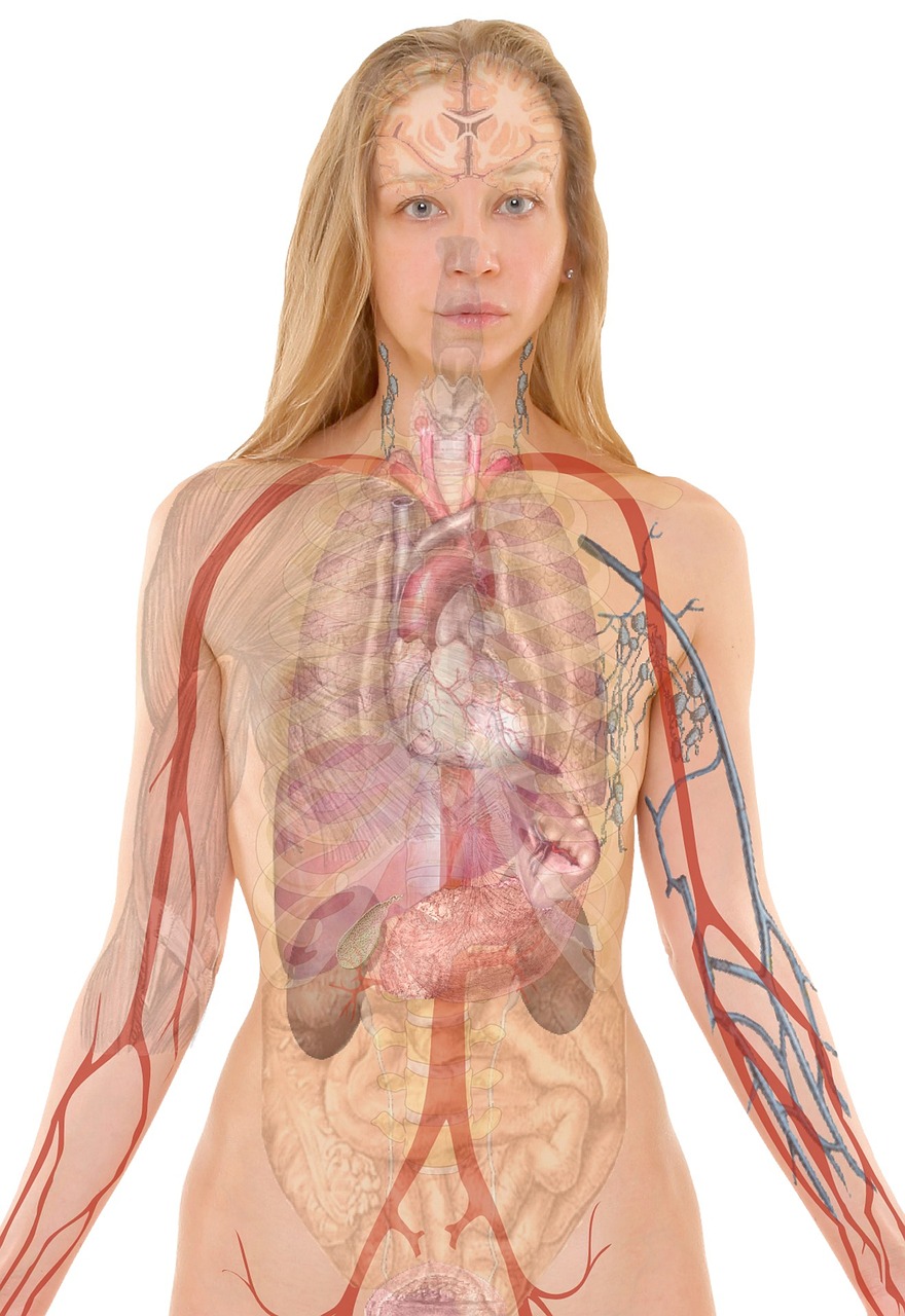 Ilustración de la anatomía femenina | Fuente: Pixabay