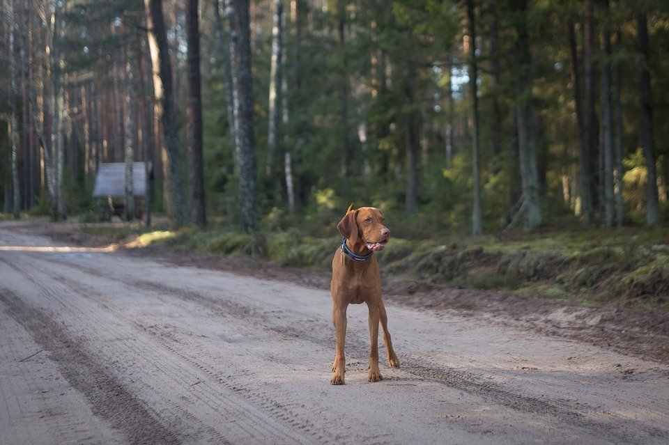 Perro en medio de una carretera. | Imagen: Max Pixel
