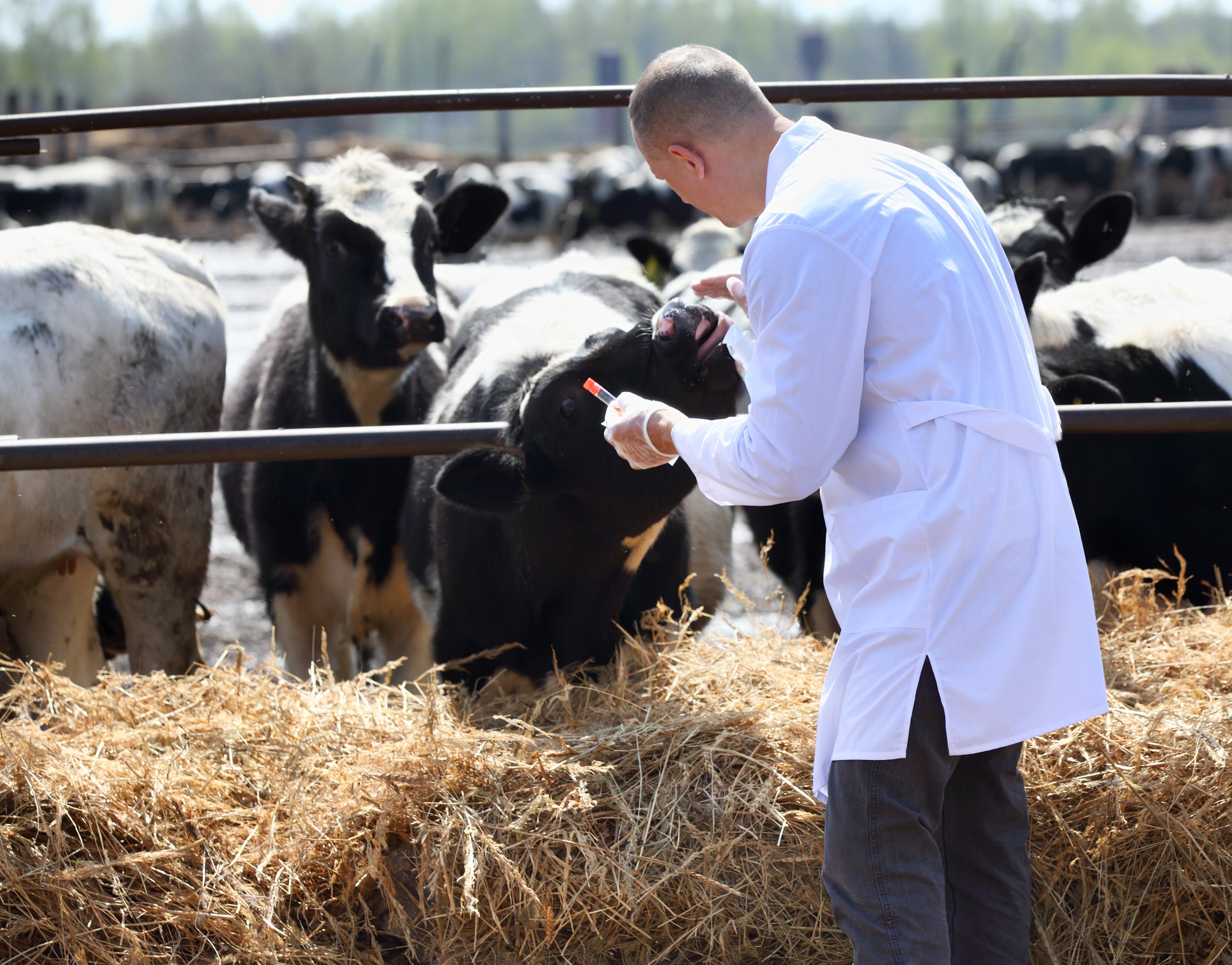 Un hombre con bata atiende a unos animales. | Foto: Shutterstock