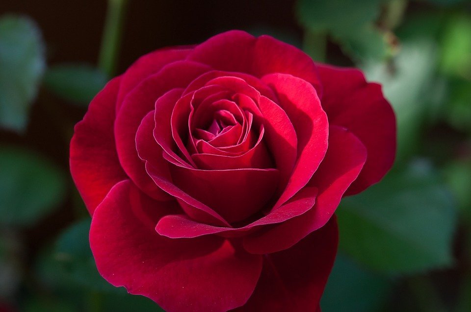 Rosa roja.| Imagen tomada de: Pixabay