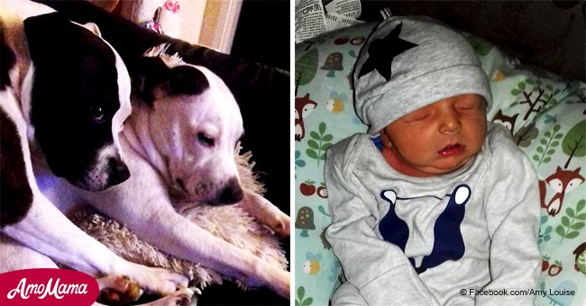 Infante malherido por dos perros bull terrier de la familia falleció en el hospital