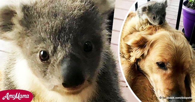 Perro héroe salva a koala abandonado y su adorable amistad conquista miles de corazones