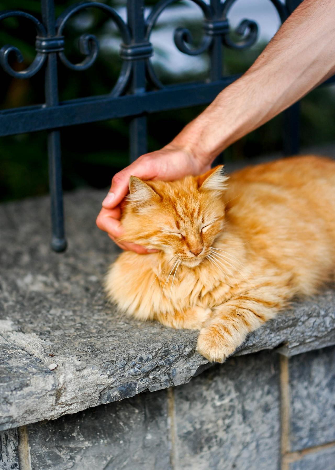 Un hombre acariciando a un gato atigrado | Fuente: Pexels