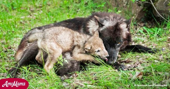 El lobo y su cachorro son buscados para cazarlos luego de que granjeros mataron a la madre y el hermano