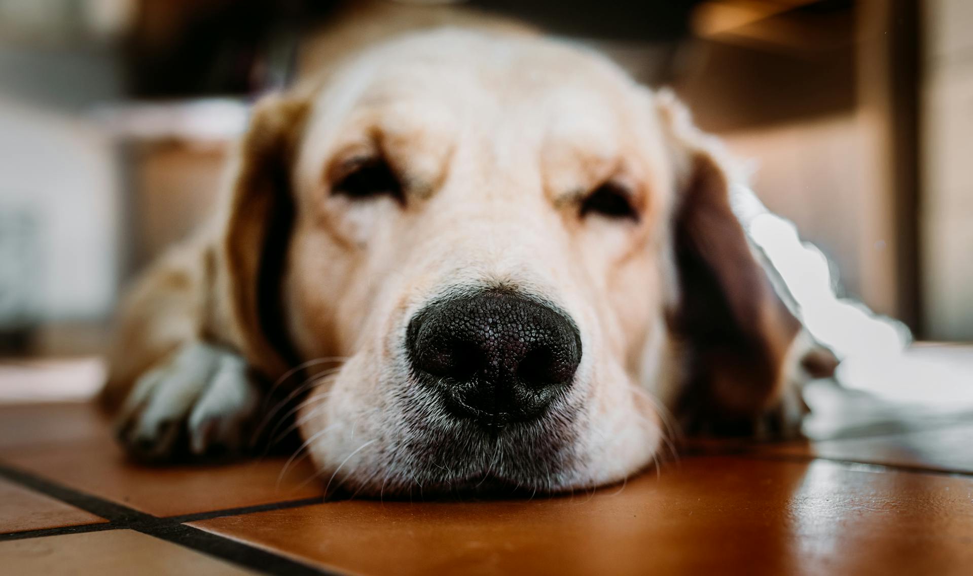 Primer plano de la cara de un perro | Fuente: Pexels