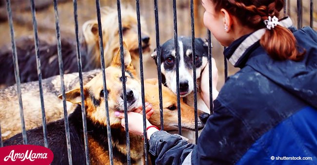 Trágico: Málaga experimenta alza en muertes animales en refugios