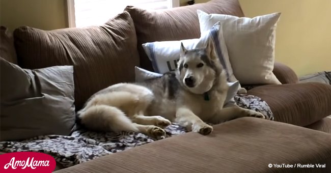Mujer le pregunta a Husky '¿Quieres salir a pasear?' y recibe divertida reacción de su perro
