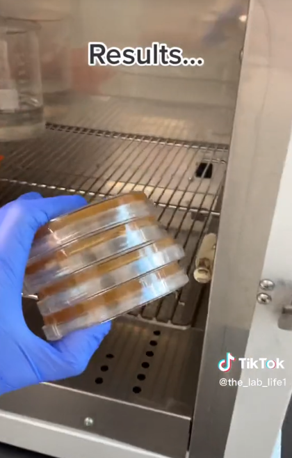 @the_lab_life1 sosteniendo las placas de Petri de un experimento sobre secadores de manos en 2023 | Foto: TikTok/@the_lab_life1
