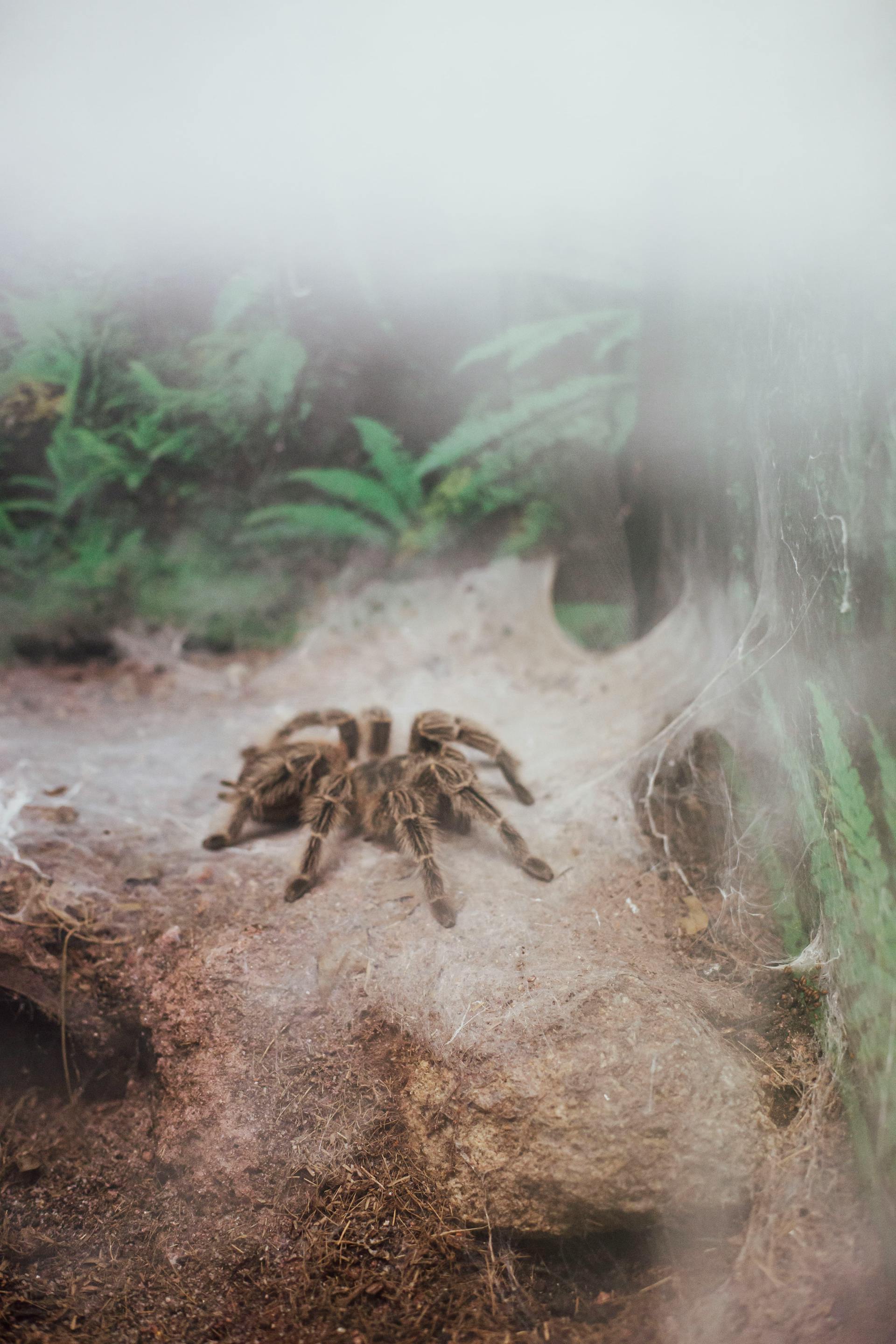 Una araña en un terrario | Fuente: Pexels