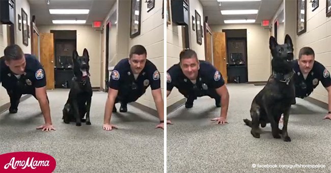 Perro policía le muestra a sus colegas del departamento cómo hacer lagartijas