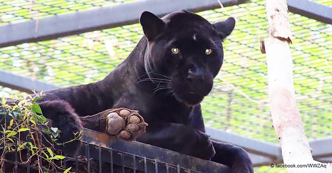 Mujer es ferozmente atacada por jaguar en un zoo al saltar la cerca para tomarse una selfie