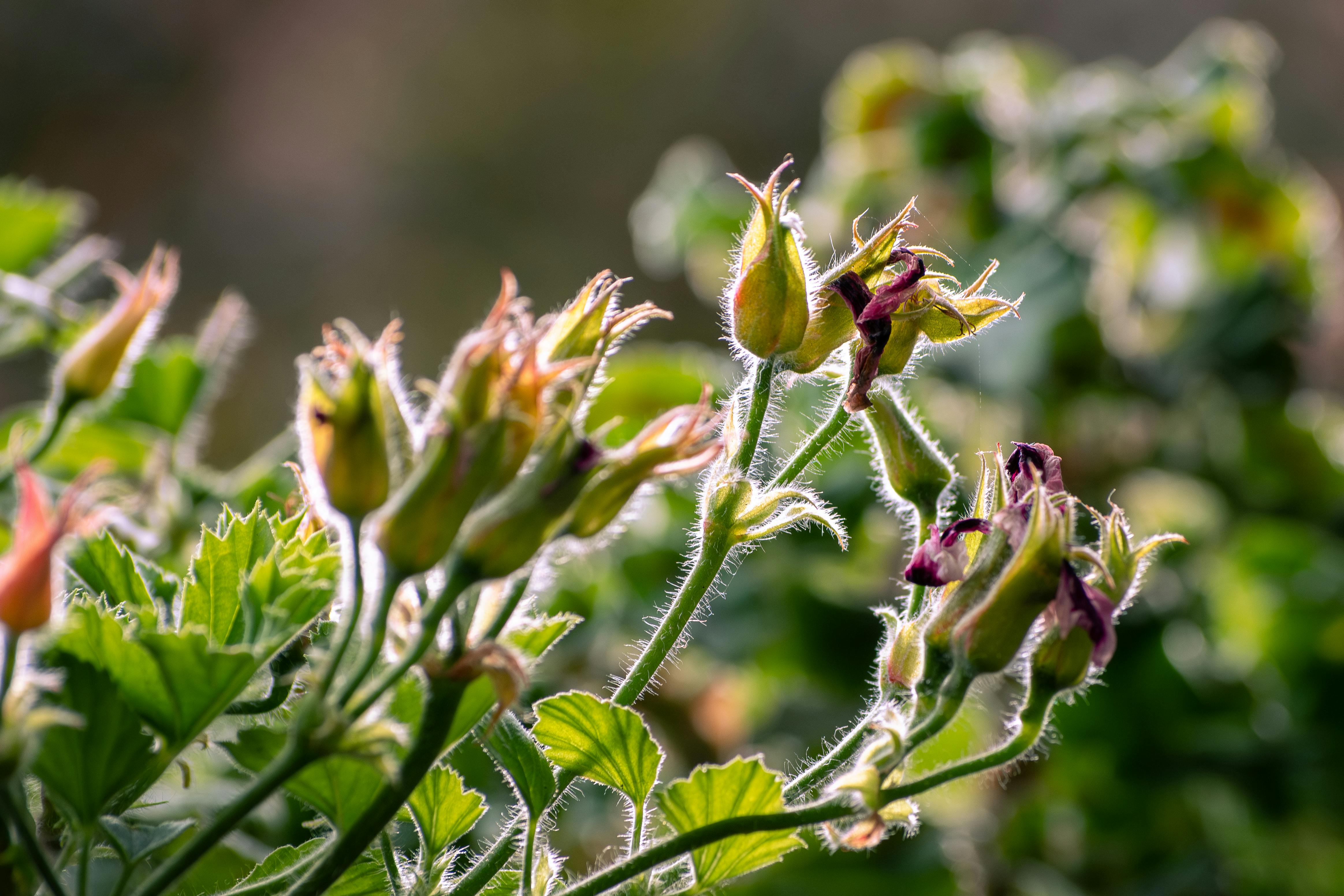 Boccioli di rosa canina | Fonte: Pexels