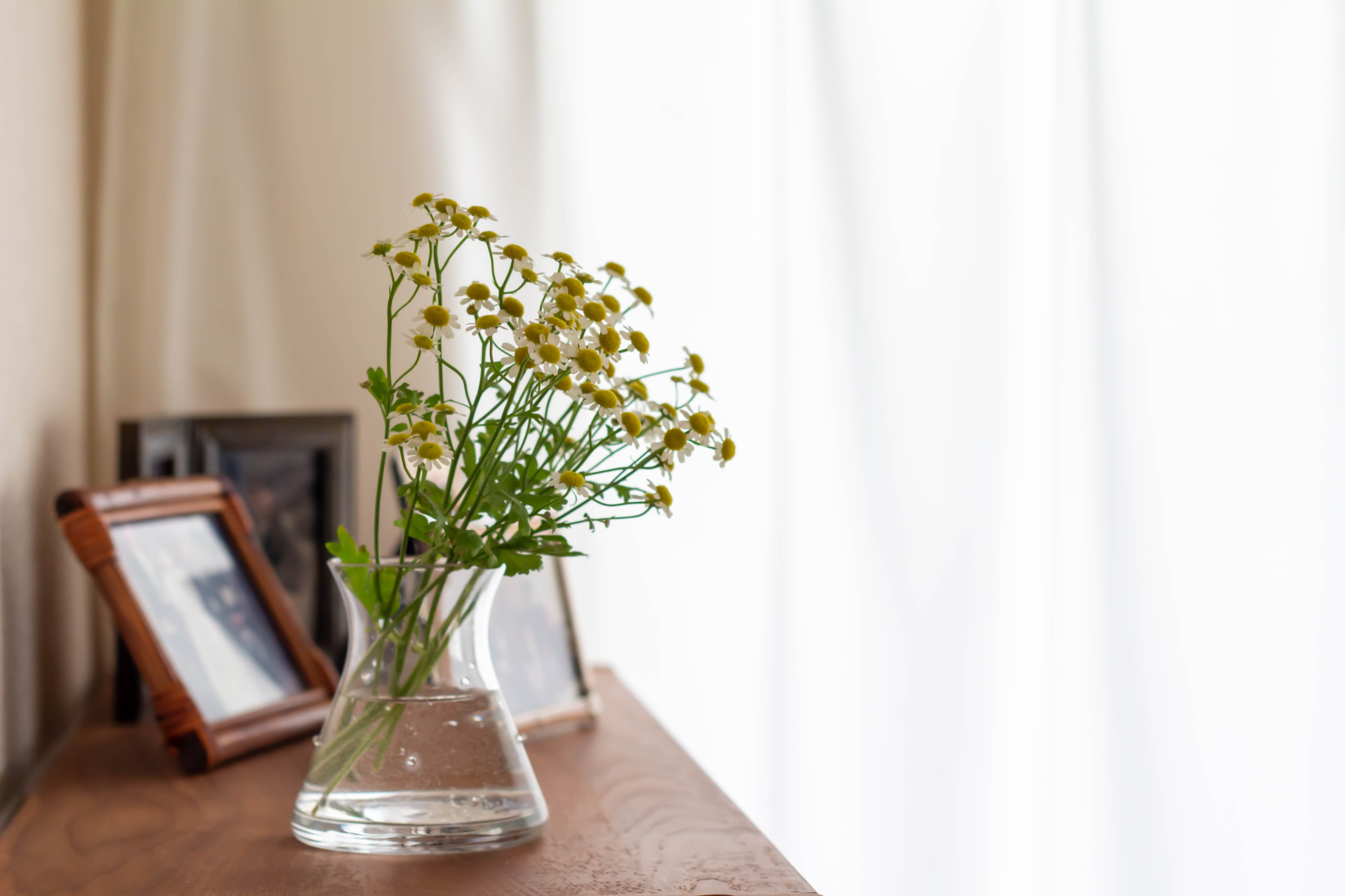 Flores y marcos de fotos bañándose en la luz que brilla en el interior. | Fuente: Shutterstock