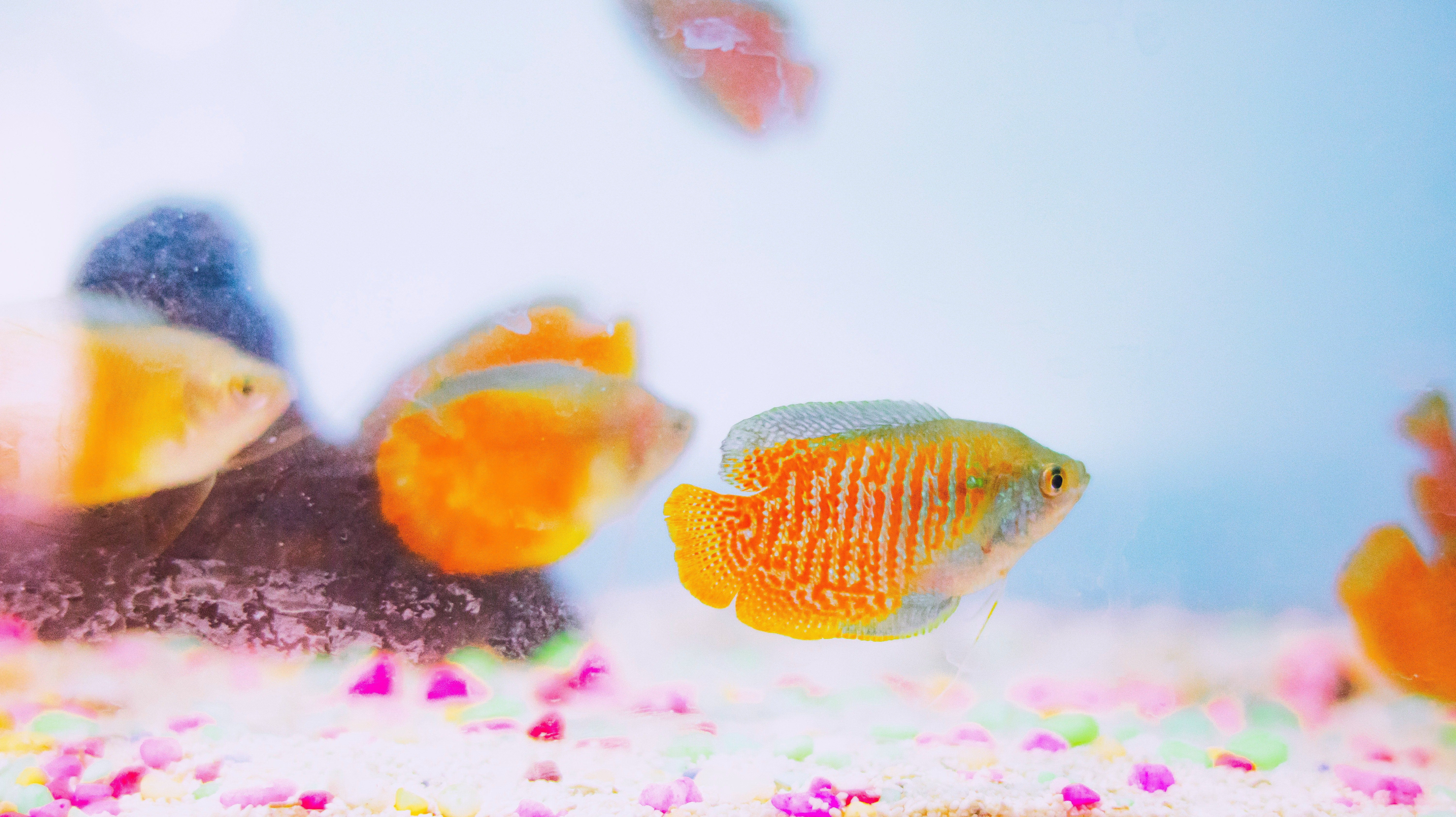 Peces en acuario. | Foto: Pexels