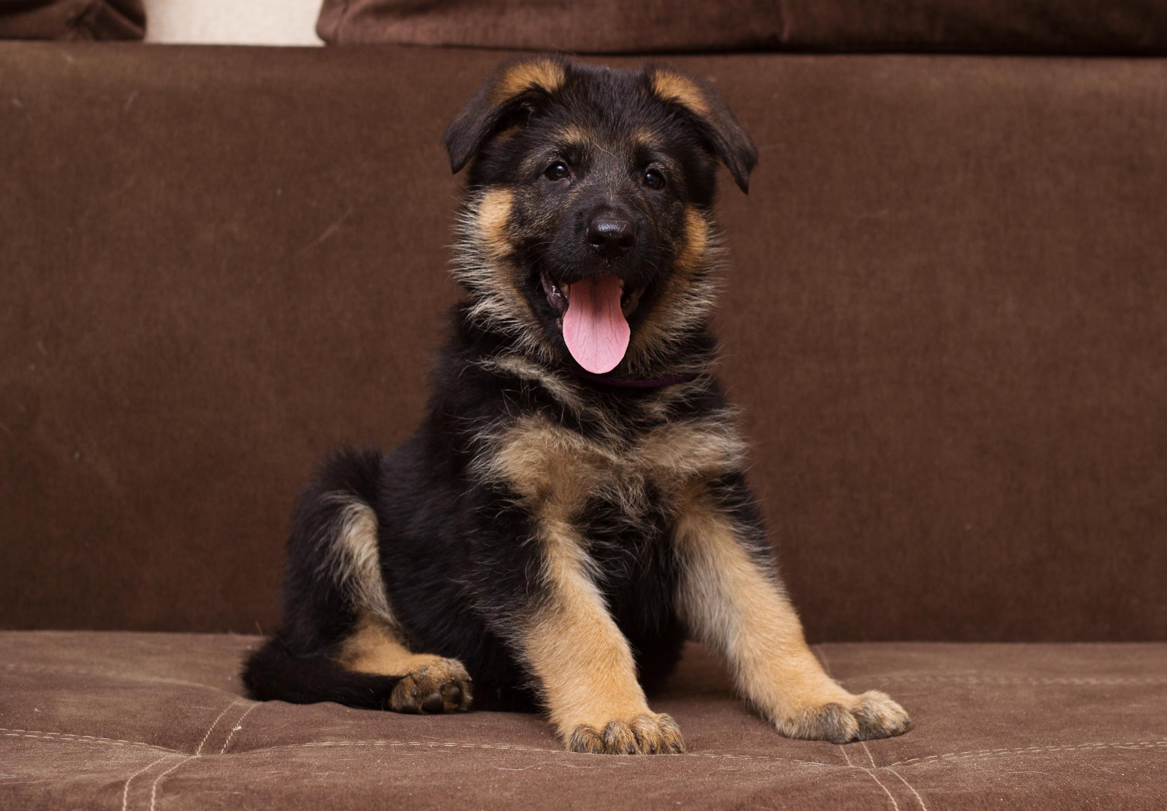 Un cane | Fonte: Shutterstock