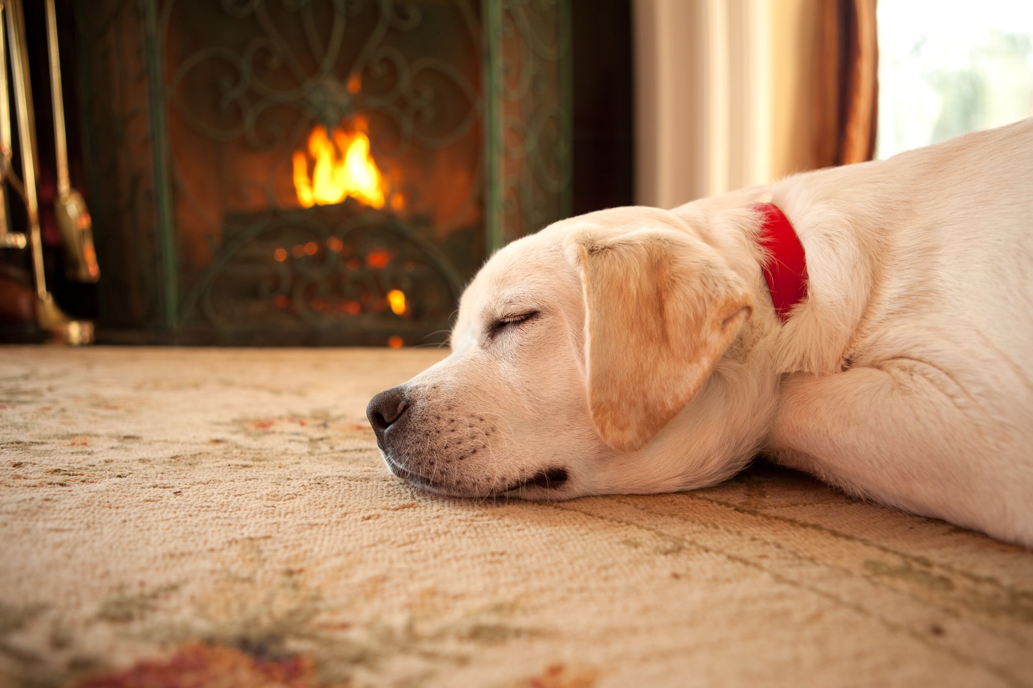 Perro durmiendo junto a la chimenea | Foto: Getty Images