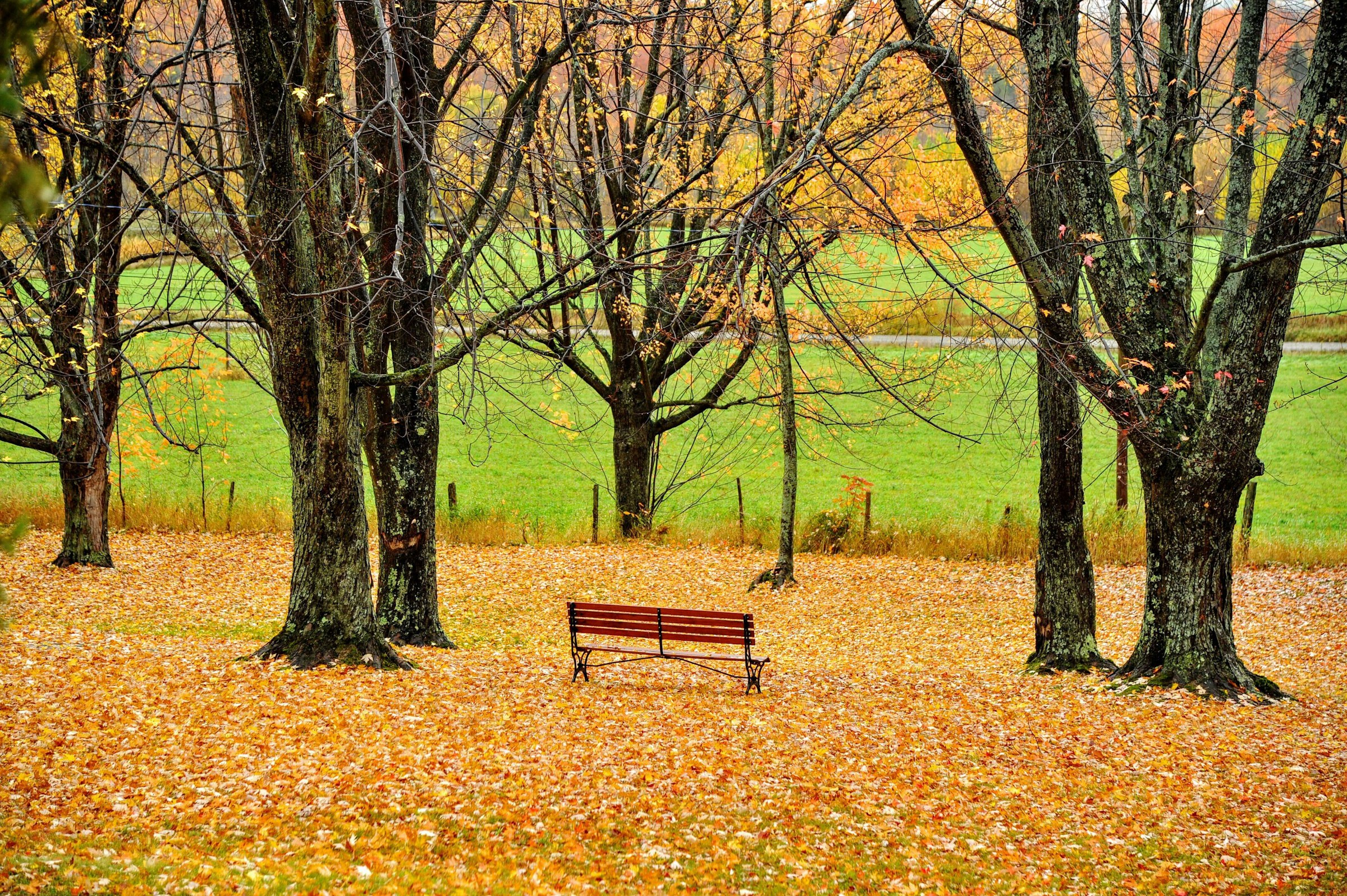 Un parque vacío | Fuente: Unsplash