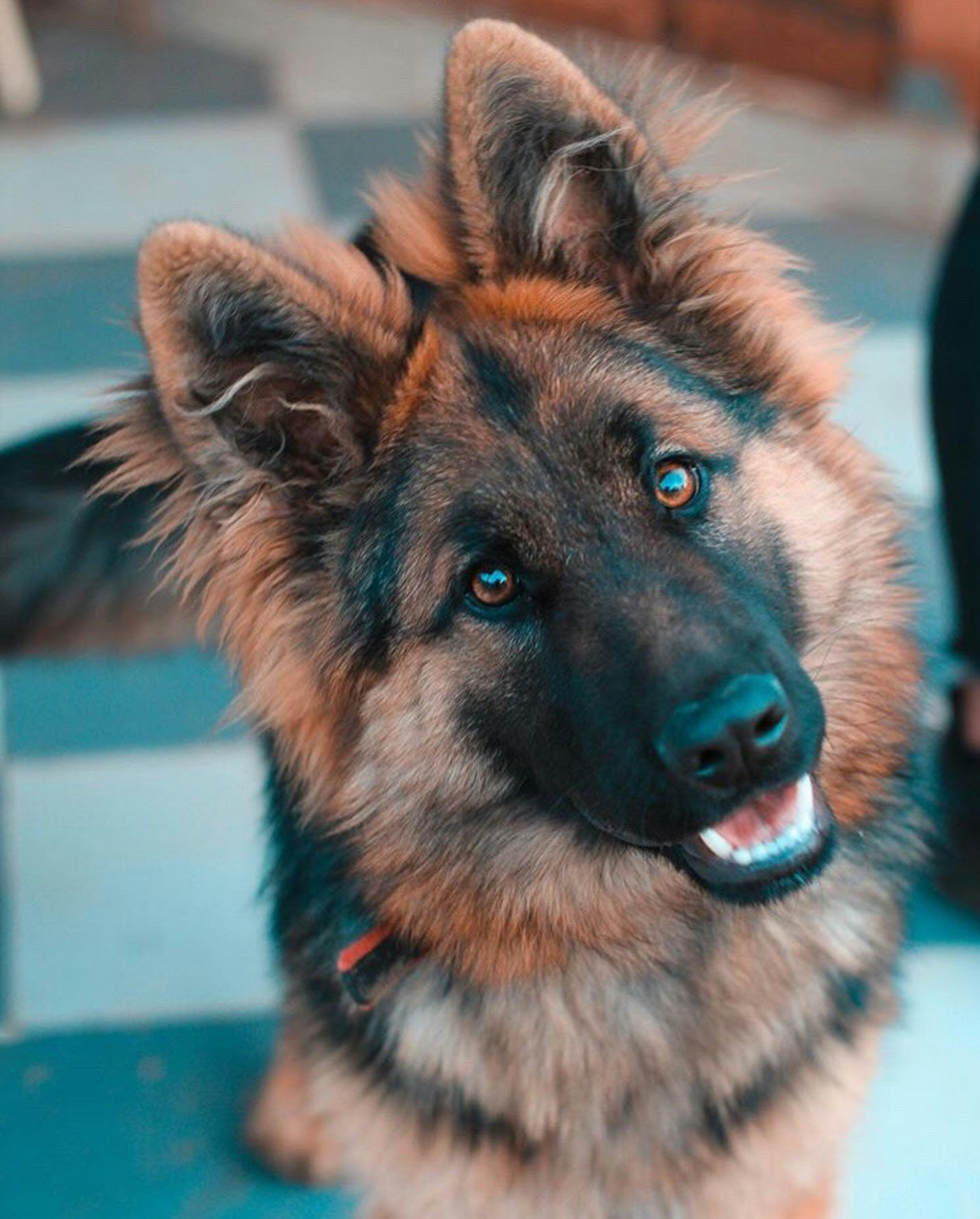 Un adorable perro mirando a su persona | Fuente: Unsplash