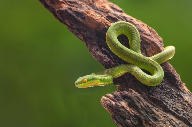 Serpiente. |Imagen: Freepik