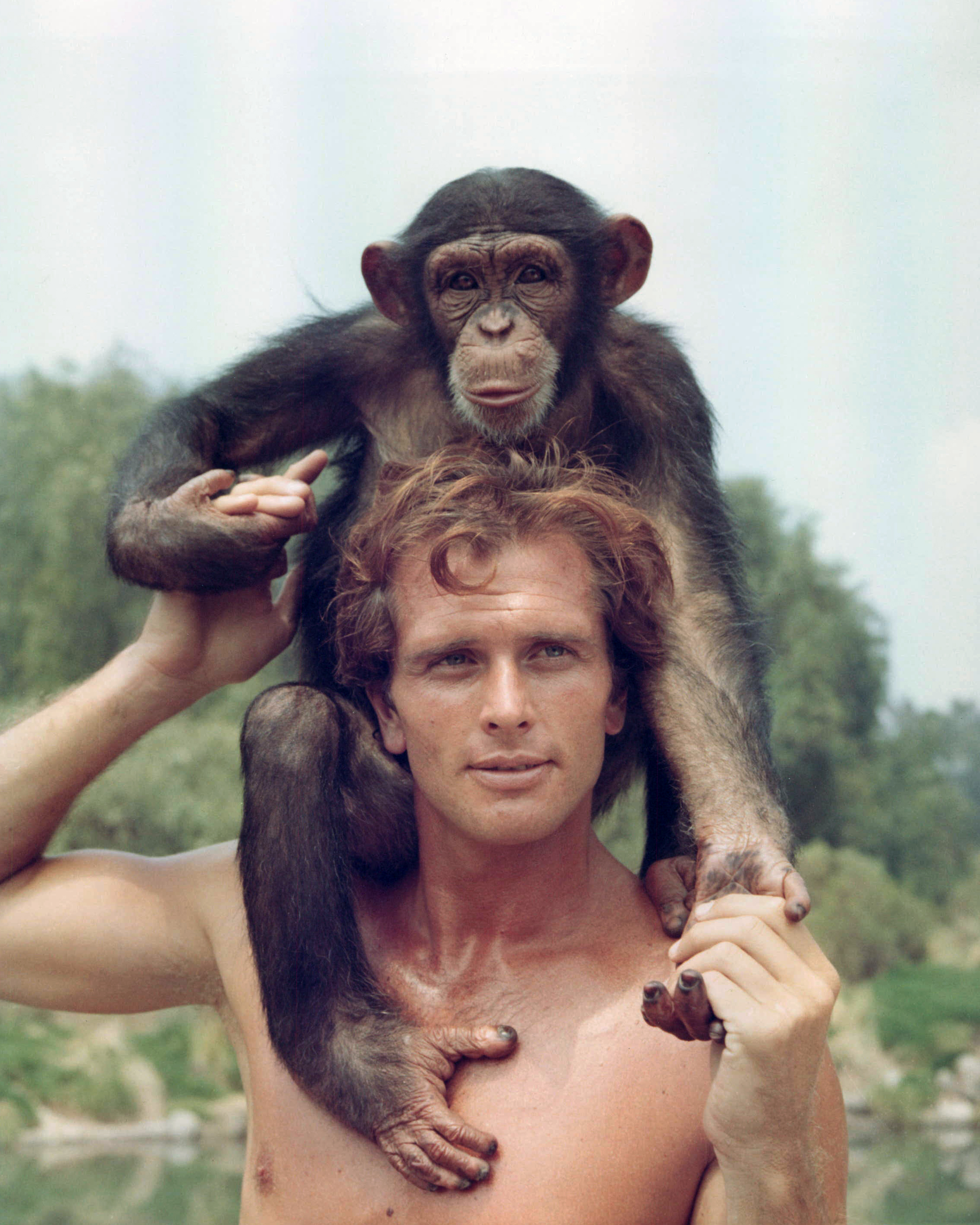 Ron Ely, actor estadounidense, posa con el torso desnudo y un chimpancé sentado sobre sus hombros en un retrato publicitario emitido para la serie de televisión estadounidense "Tarzán", hacia 1966 | Fuente: Getty Images