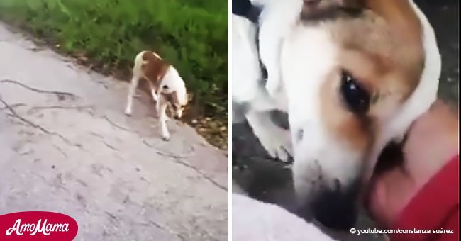 Un perro abandonado lloraba a la orilla de la carretera. Luego saludó a su salvador con besos