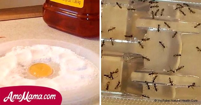 Fácil solución de 1 ingrediente para eliminar pulgas, cucarachas, hormigas y plagas
