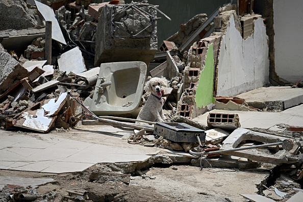 Un perro permanece entre los escombros dentro de un edificio dañado tras el terremoto ocurrido en Catia La Mar, estado La Guaira, a unos 30 kilómetros al noroeste de Caracas, el 25 de junio de 2026 | Fuente: Getty Images