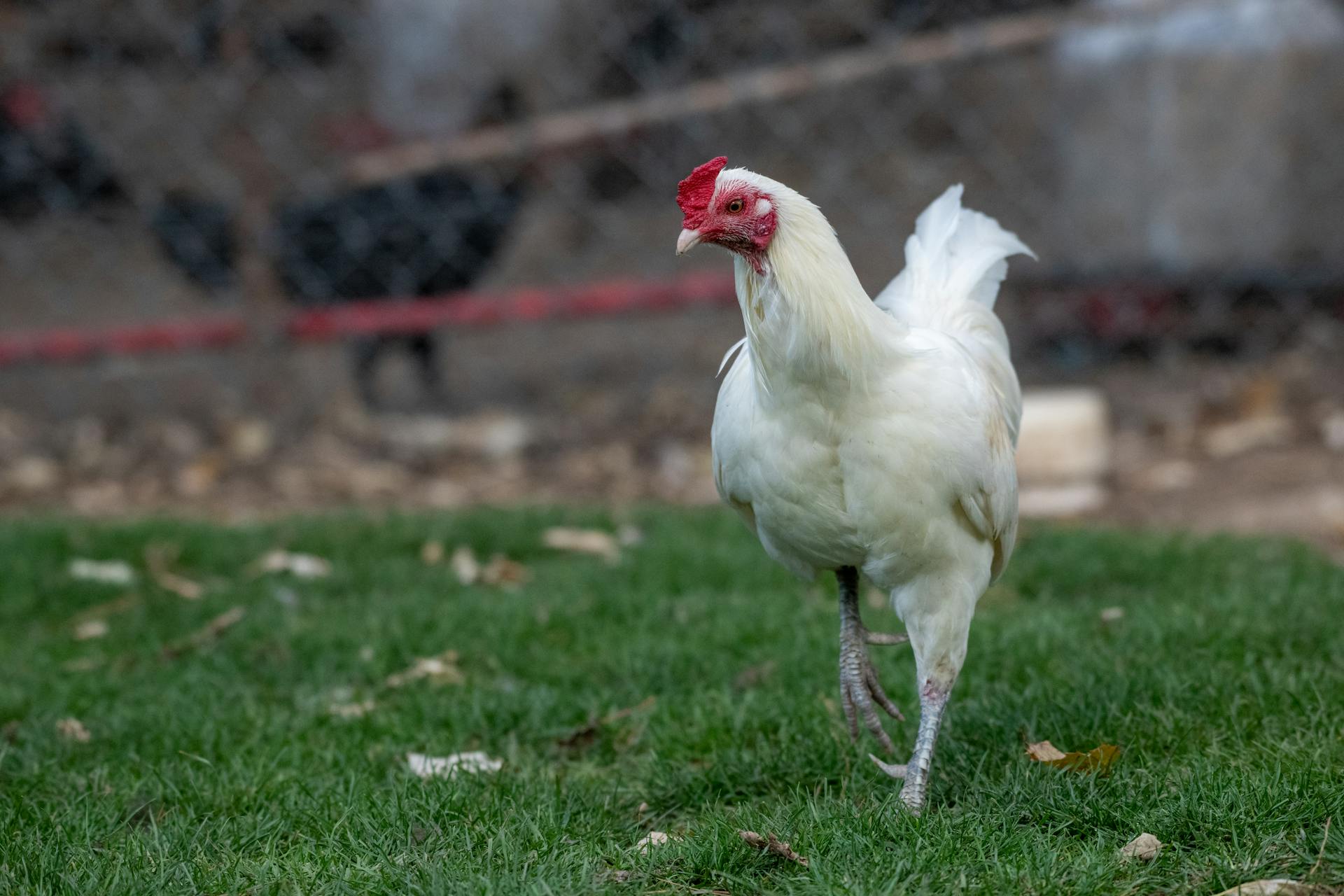 Una gallina paseando por el patio trasero | Fuente: Pexels