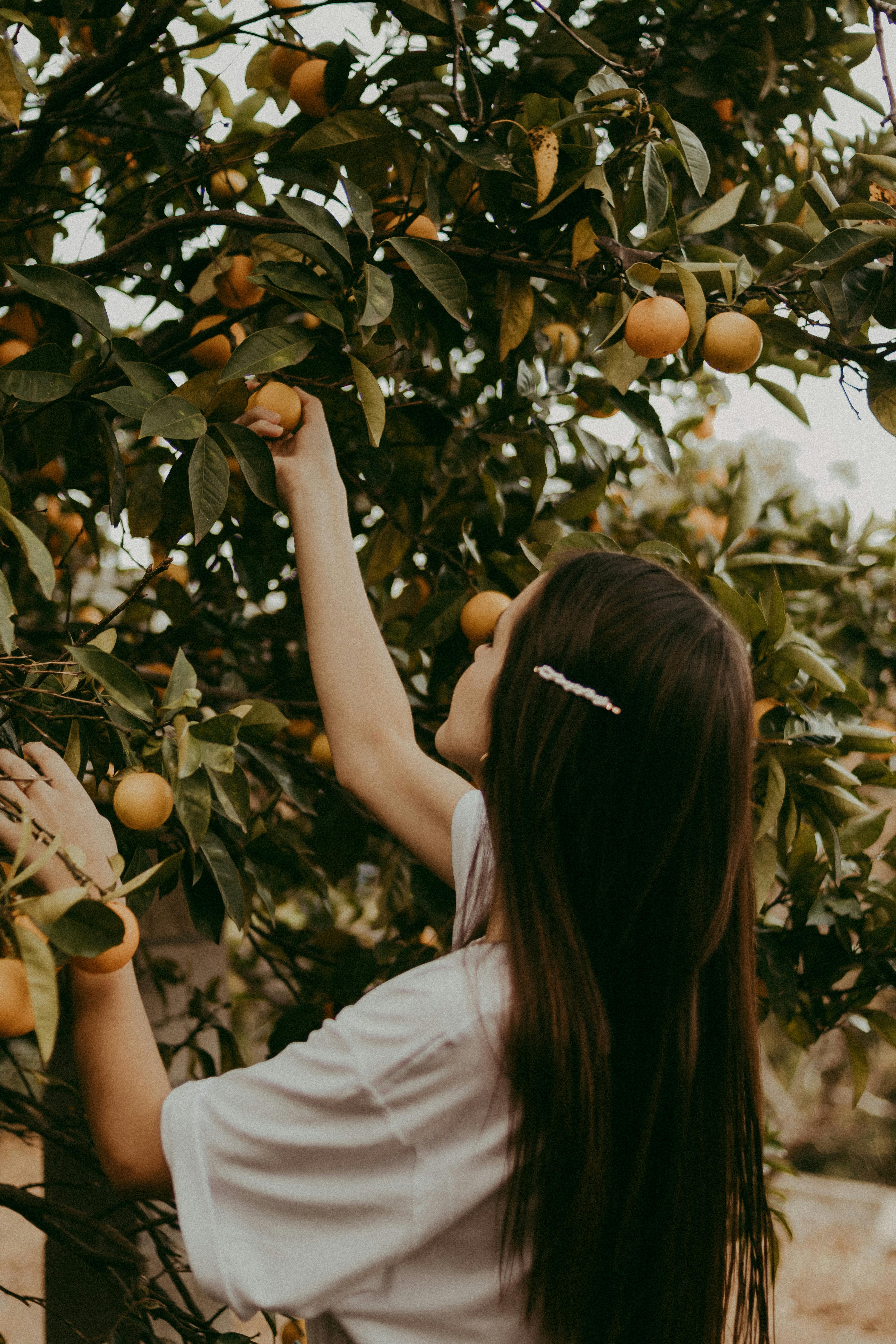 Una joven recogiendo frutos maduros de un árbol | Fuente: Pexels