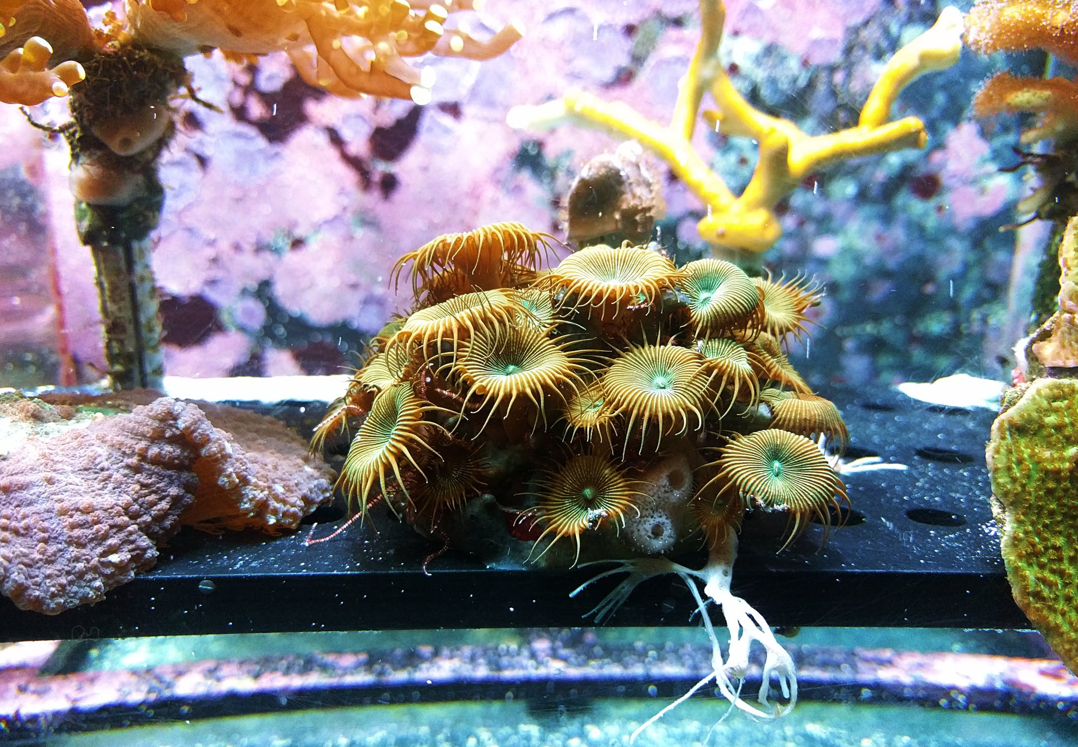 Corales coloridos dentro de una pecera. | Imagen: Pexels