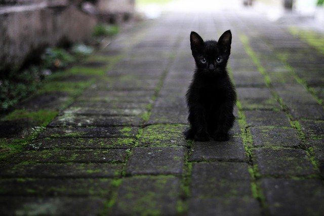 Gatito negro solo en una calle. | Foto: Pixabay