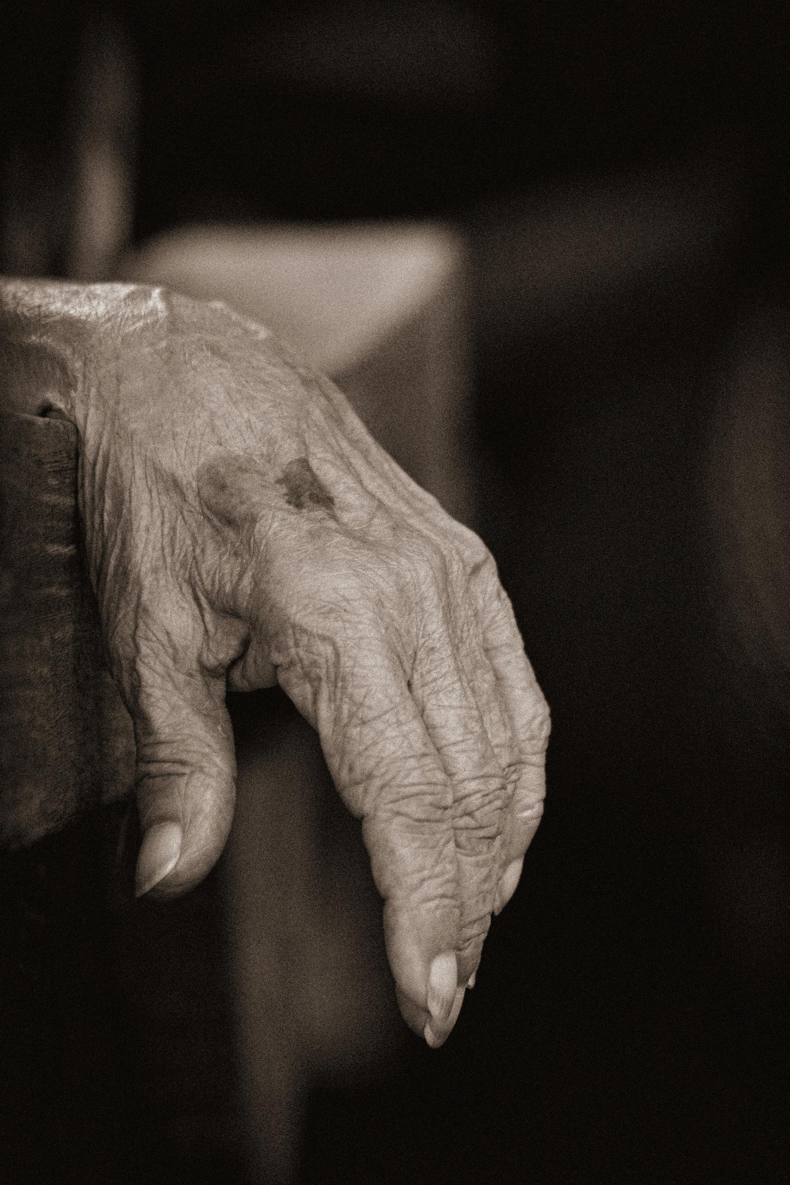 La mano de una persona mayor | Fuente: Unsplash