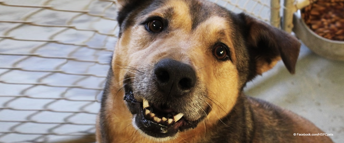 Perro no para de sonreír cuando finalmente es adoptado tras más de 6 años en un refugio