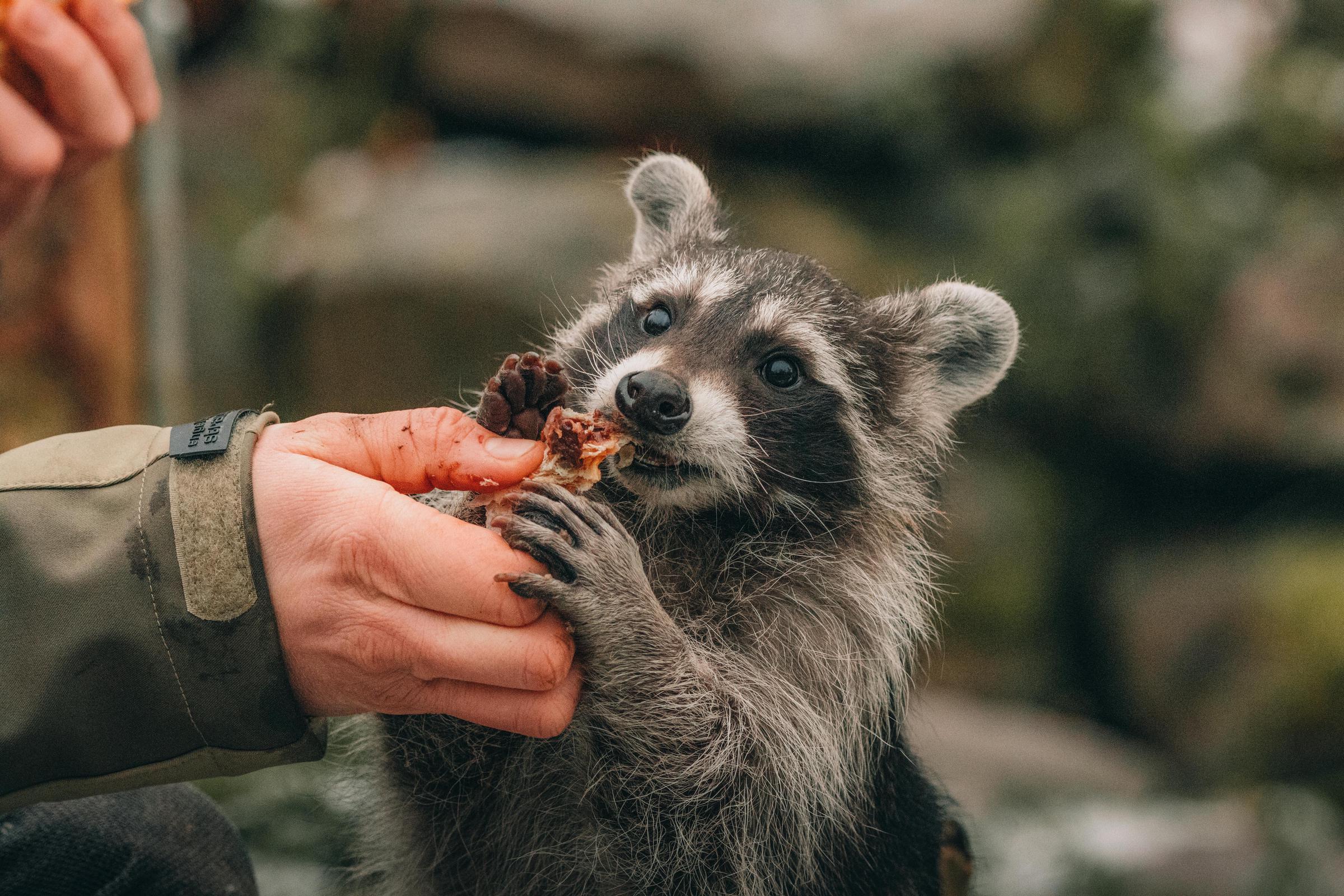 Una persona dando de comer a un mapache | Fuente: Pexels