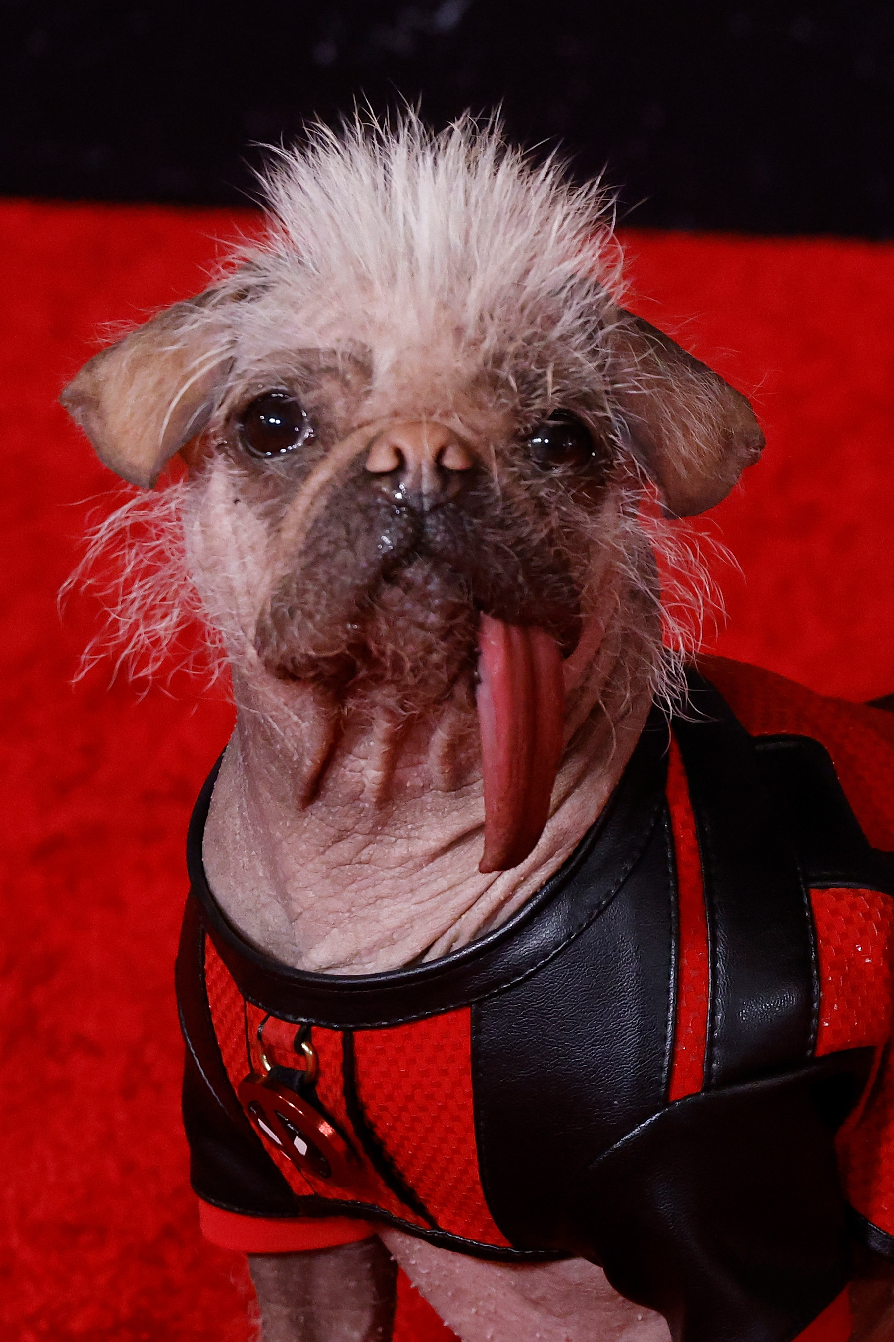 Peggy la Perra en el estreno mundial de "Deadpool & Wolverine" el 22 de julio de 2024, en Nueva York. | Fuente:  Getty Images