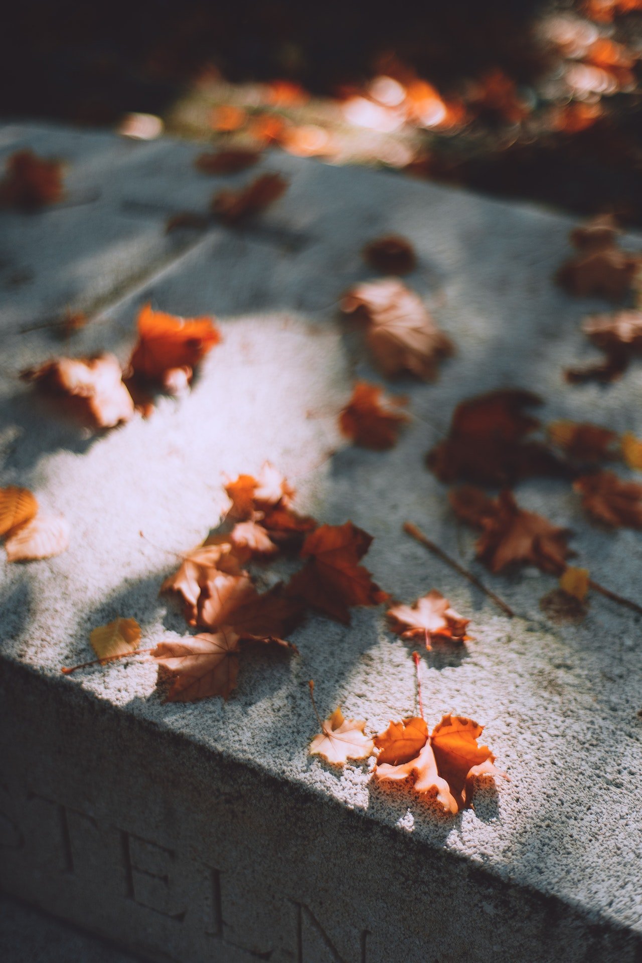 Hojas caídas sobre lápida | Foto: Pexels