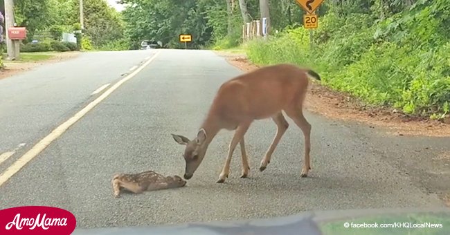 Atrapado en video: Conmovedor momento en que mamá ciervo ayuda a su cría a pararse y caminar