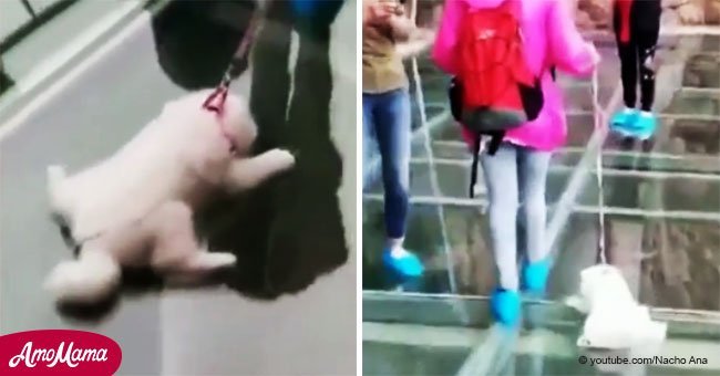 Atrapada en cámara: mujer arrastra a perrito aterrado por puente de cristal