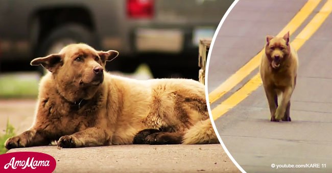 Hasta sus últimos días, perro caminaba 7 kilómetros diarios para saludar a las personas