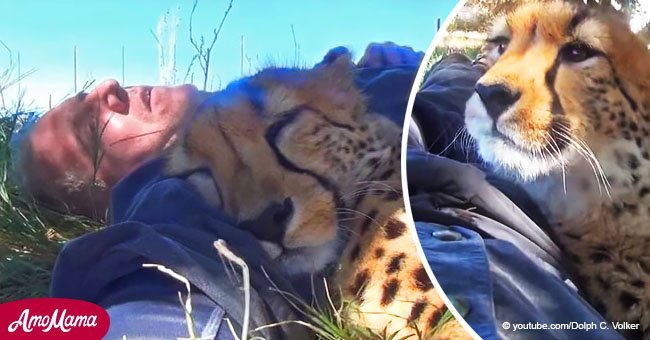 Fotógrafo toma una siesta cerca de guepardo salvaje y el video es impresionante